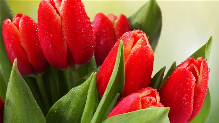 Red tulips with water drops 4K
