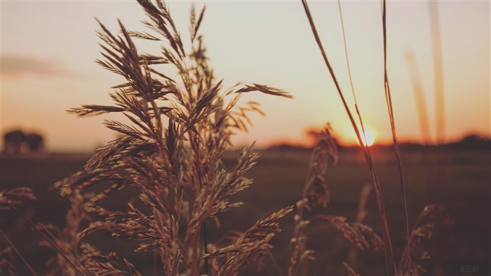 Sunset over a field with tall grass