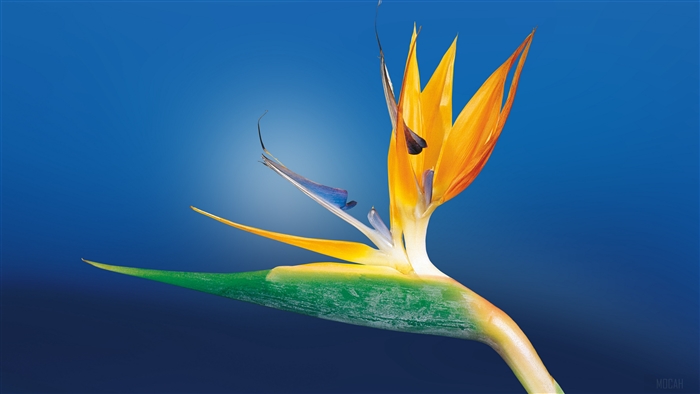 Bird of Paradise flower close-up 4K