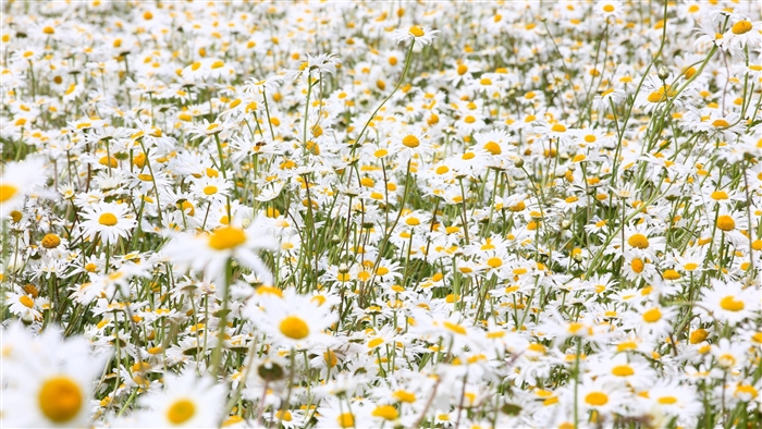 Field of daisies in summer 4K
