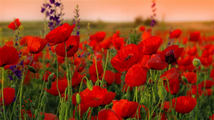 Field of red poppies and purple flowers in 4K