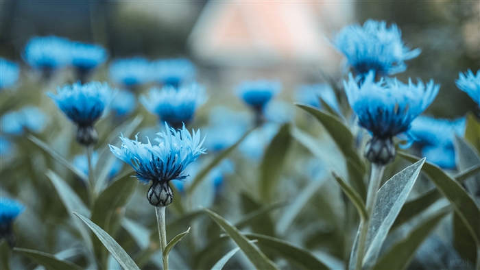 Blue Cornflowers in a Field 4K