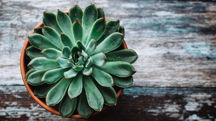 Echeveria succulent in a pot on a wooden surface 4K