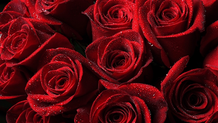 Close-up of Red Roses with Drops in 4K
