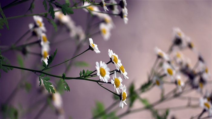 White daisies with yellow centers, blurred background 4K