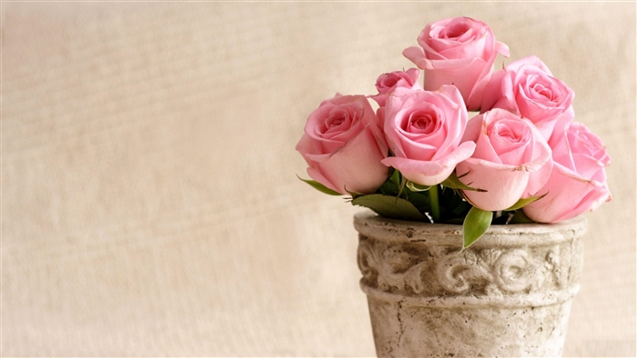 Pink roses in a pot 4K