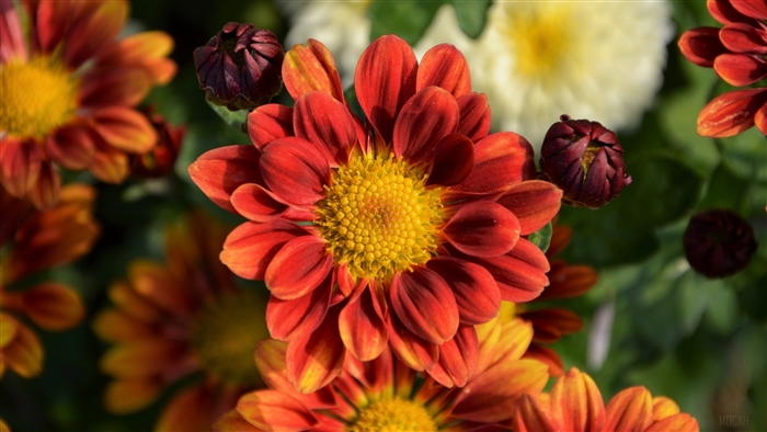 Red and yellow chrysanthemums with buds 4K