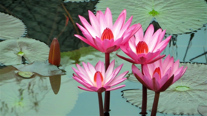 Pink Water Lilies and Bud in Water 4K