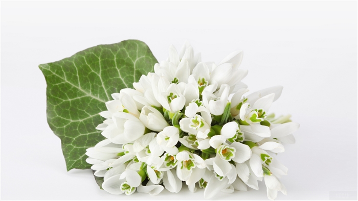 Bouquet of snowdrops with a green leaf on white background 4K