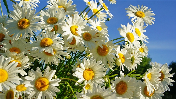 Daisies in the Sun 4K