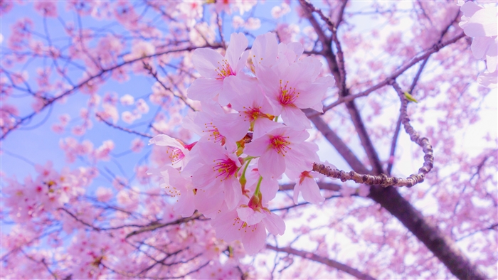 Pink Sakura Blossoms in Spring 4K