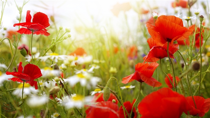 Field of red poppies and white daisies in sunlight 4K