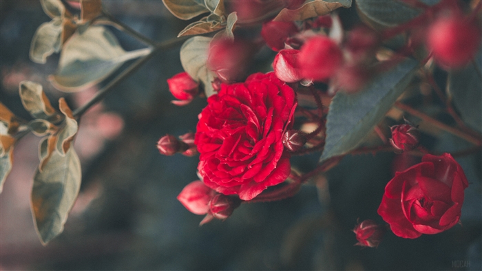 Red rose bush in bloom, garden, 4K