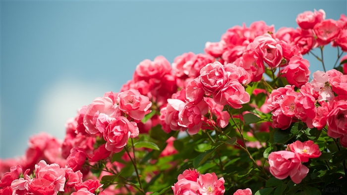 Pink roses against a blue sky 4K