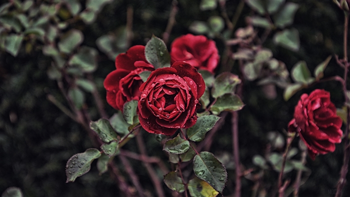 Red roses with water drops on a bush