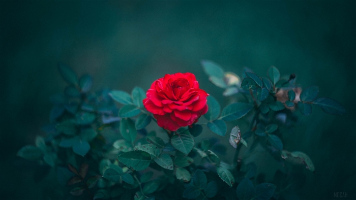 Vibrant Red Rose on Green Bush
