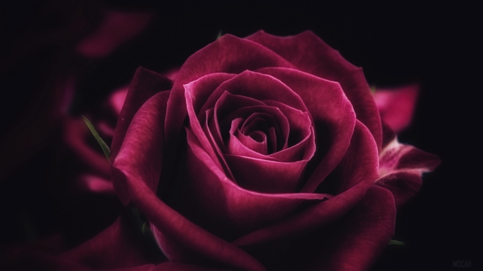 Close-up of a deep red rose with dark background 4K