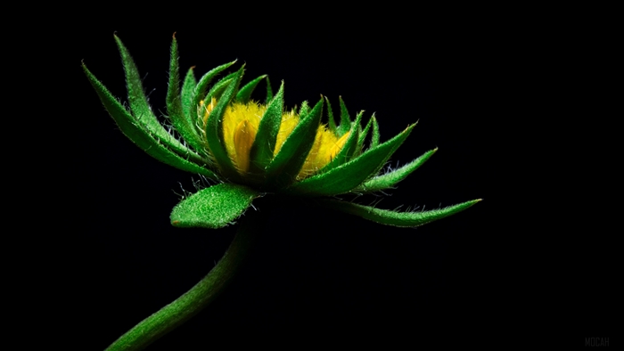 Yellow flower bud with green sepals, 4K