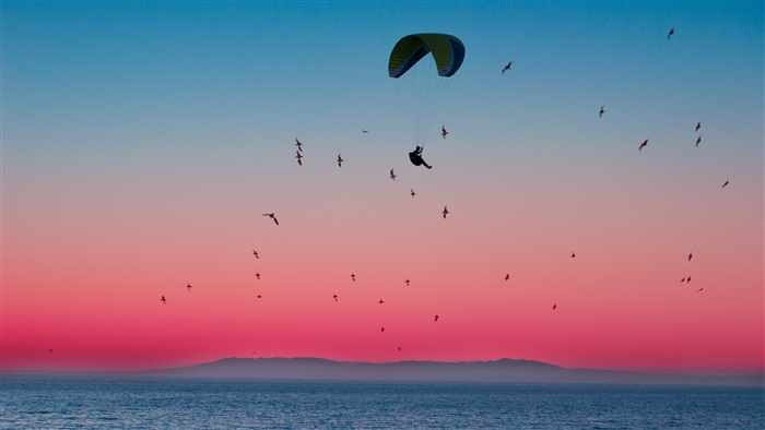 Paraglider and birds over the sea at sunset 4K
