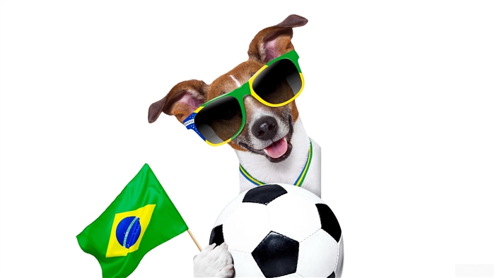 Dog wearing Brazil sunglasses with soccer ball and flag