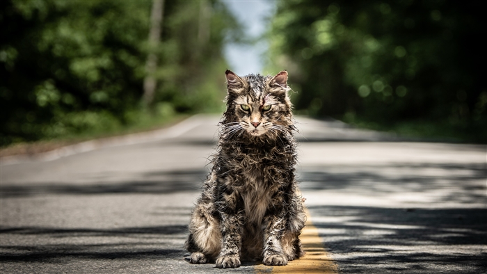 Pet Sematary Movie 4K