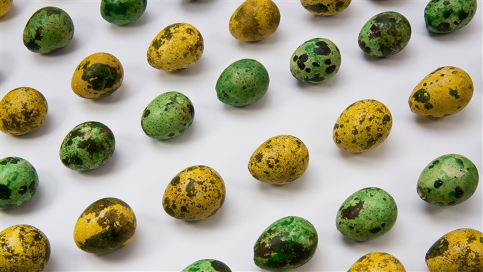 Painted Quail Eggs 4K