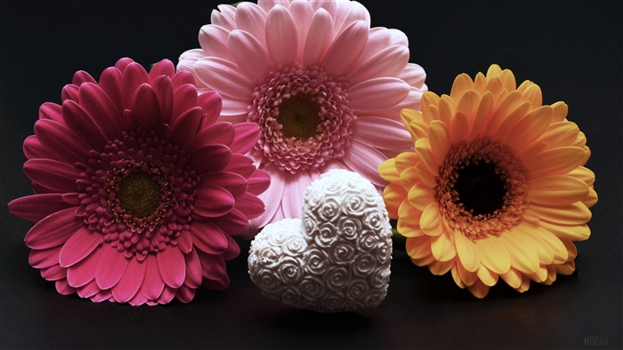 Gerbera flowers and heart decoration
