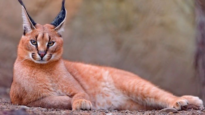 Caracal lying on the ground