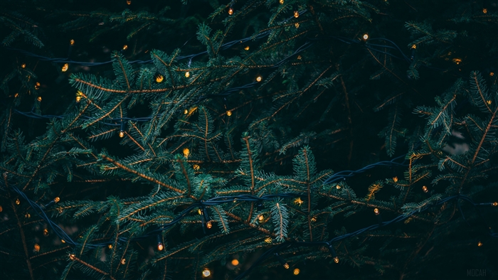 Spruce branches with Christmas lights 4K