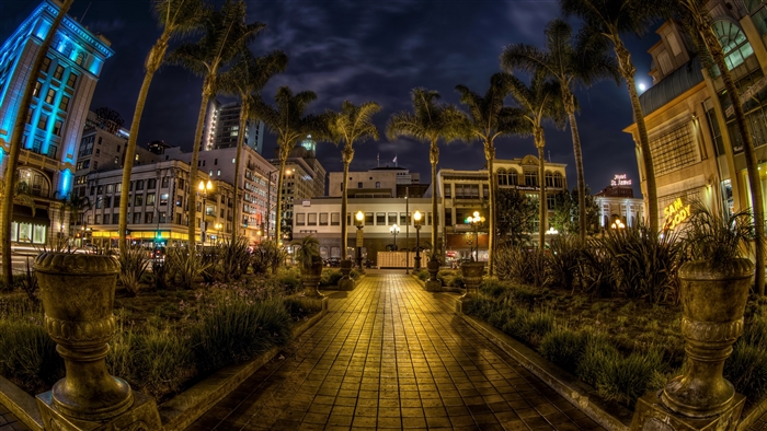 San Diego California at Night with Palm Trees
