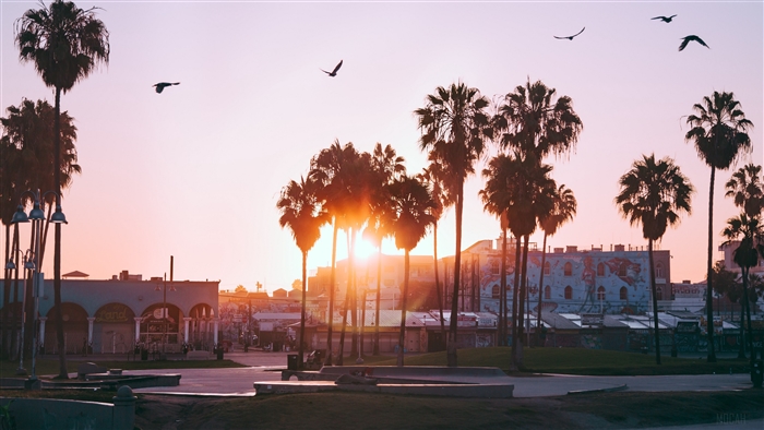 Palm trees and birds at Venice Beach, Los Angeles 4K