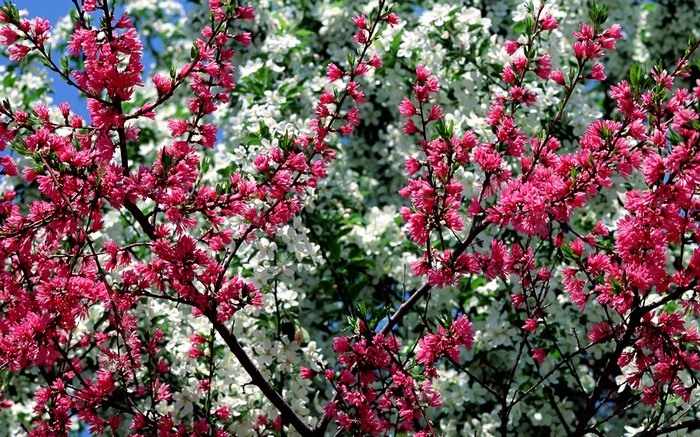 Pink and white flowers on branches