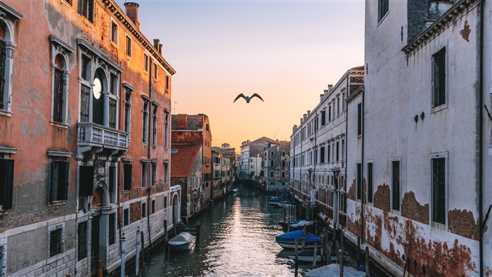 Venice canal with seagull flying at sunset