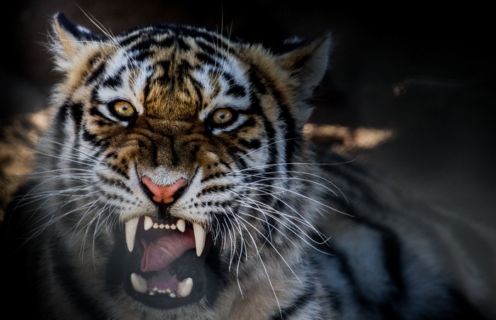 Tiger growling with mouth open