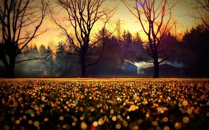 Autumn sunset with fog over a field and trees