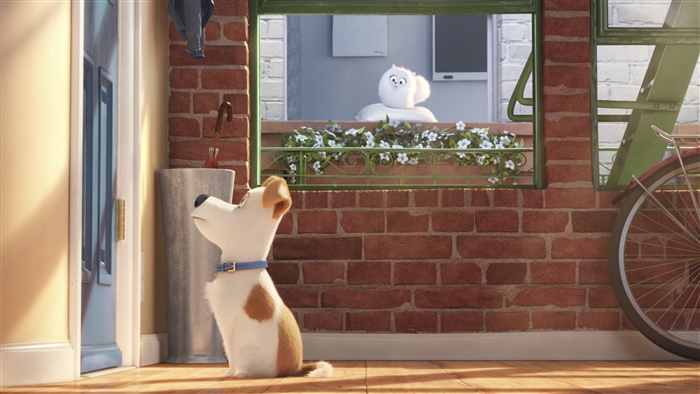 The Secret Life of Pets 4K Featuring Max and Gidget