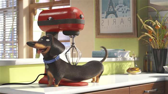 Max from The Secret Life of Pets with a mixer