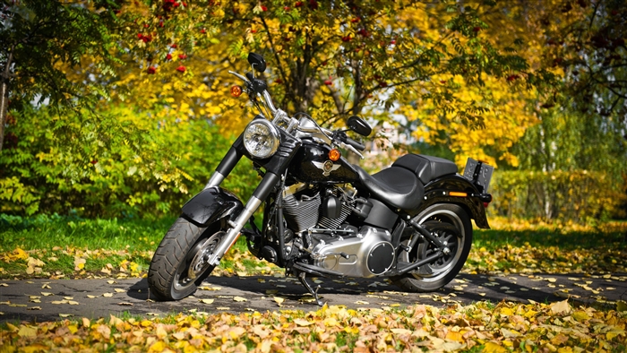 Harley Davidson motorcycle in autumn park 4K