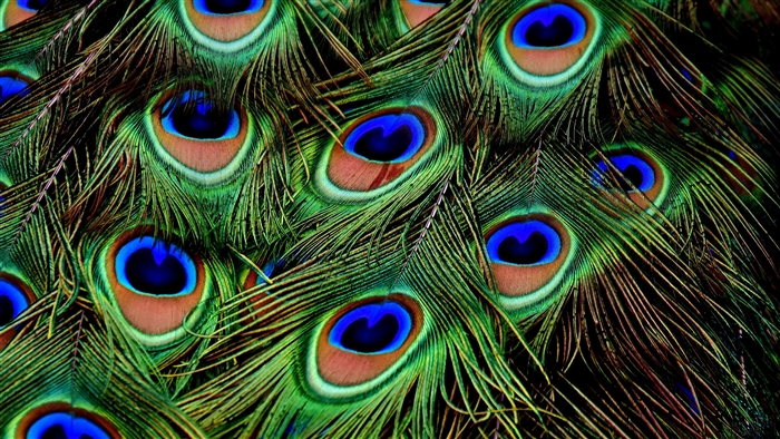 Close-up of Peacock Feathers with Eye Patterns in 4K