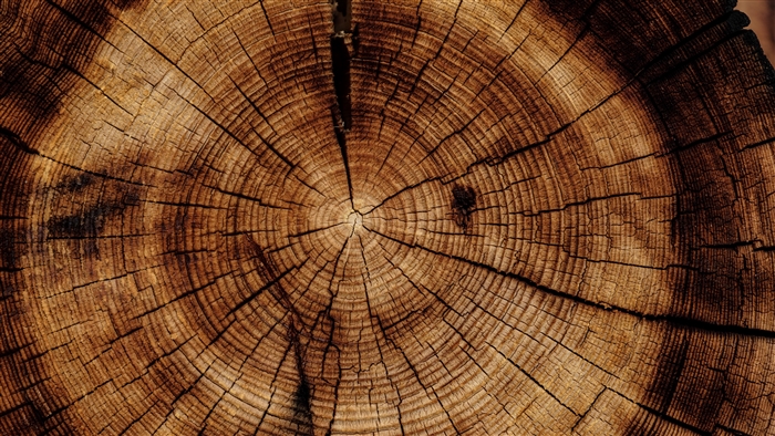 Close-up of a tree trunk cross-section with rings