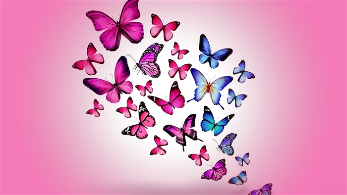 Colorful butterflies flying on pink background 4K