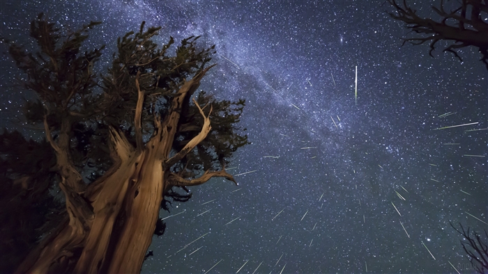 Meteor Shower Over Bristlecone Forest 4K