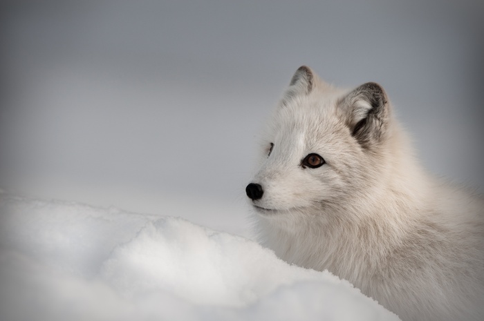 Arctic fox in the snow