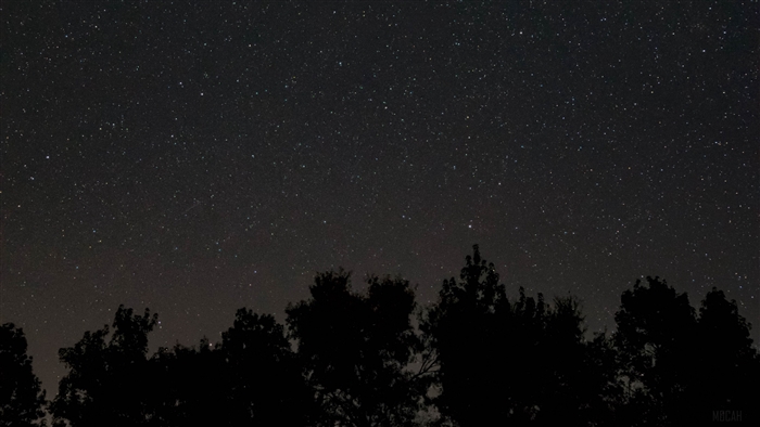 Starry night sky over silhouetted trees 4K