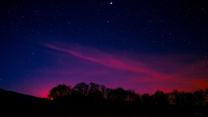 Starry night sky over silhouetted trees