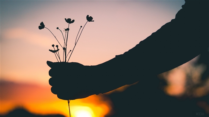 Silhouette of a hand holding flowers at sunset 4K