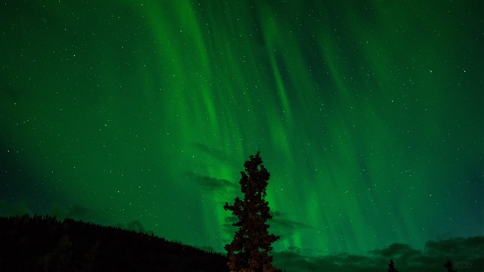 Aurora Borealis over a forest at night