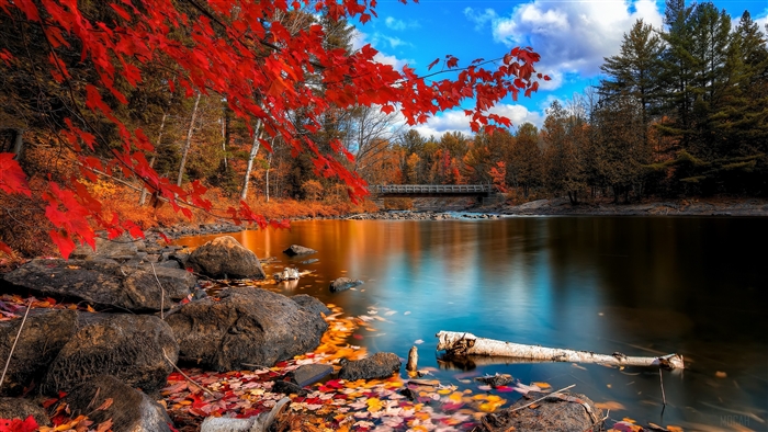 Fall Foliage