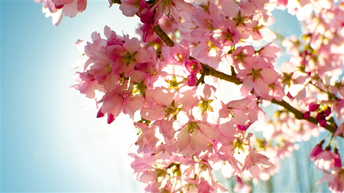 Pink Cherry Blossoms Against a Bright Sky