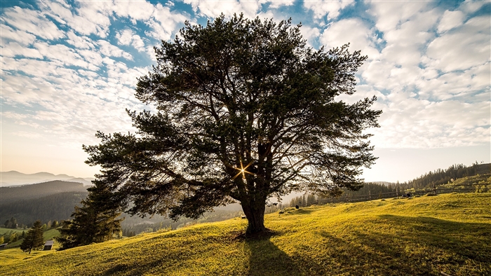 Tree in Romania with Sun and Clouds 4K